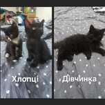 Грайливі муркотики