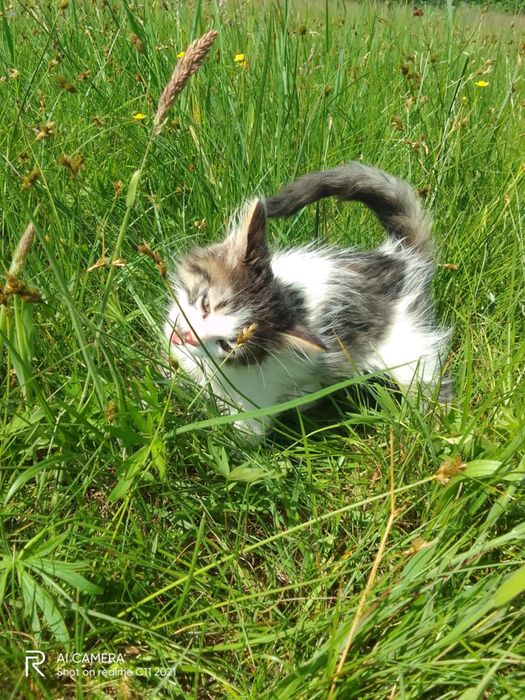 Кошенята 2 місяці в добрі рукі