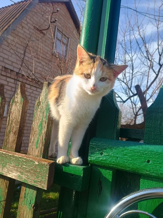 Котята в хорошие руки