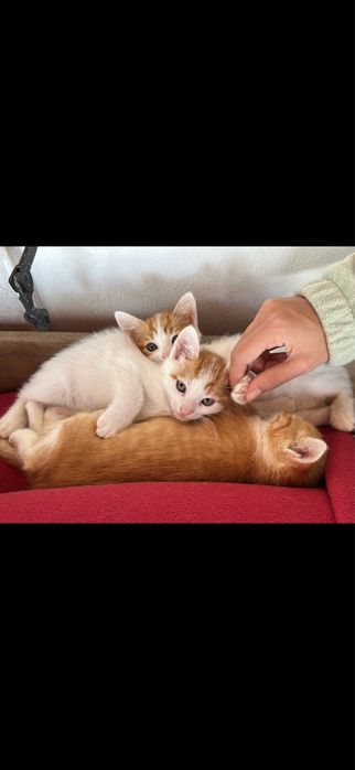 Gatinhos para adopcao responsabel