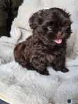 Czekoladowy piesek shih tzu