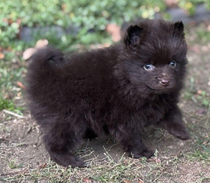 Pomeranian czekoladowy ekstra klasa z rodowodem szpic miniaturowy