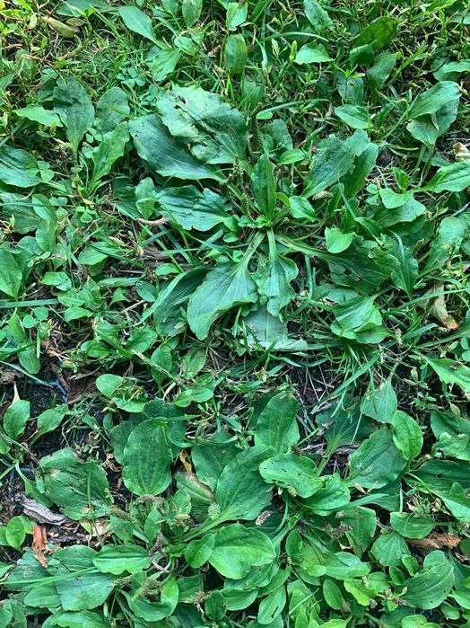 Babka zwyczajna babka większa - naturalny sposób na zdrowie