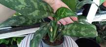 aglaonema-sadzonka