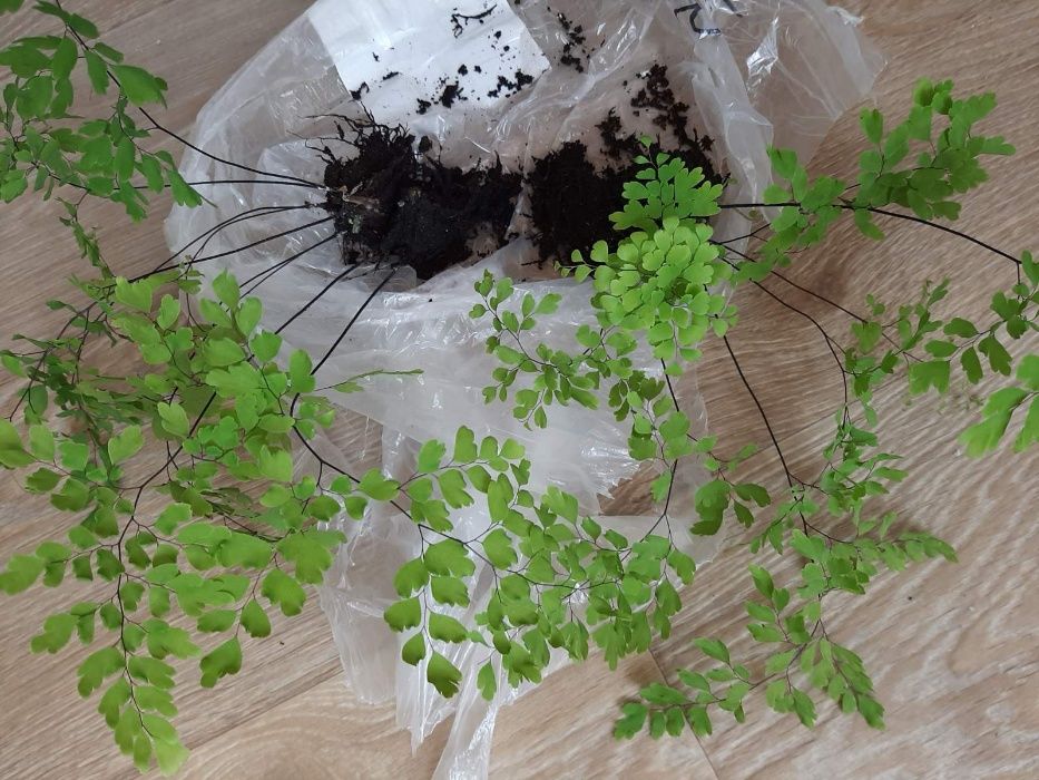 Адіантум (Венерине волося)