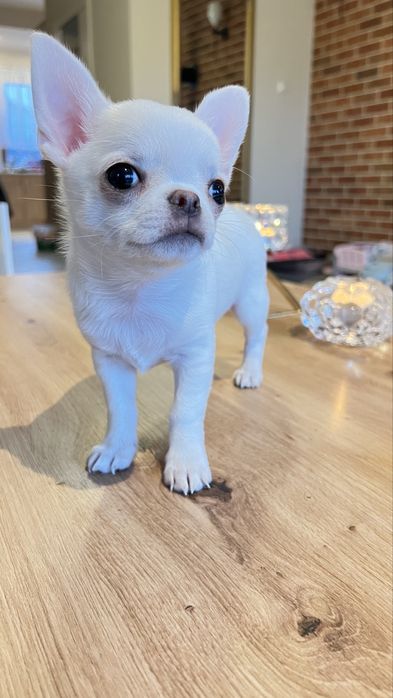 Chihuahua  FCI piekny chłopczyk REZERWACJA