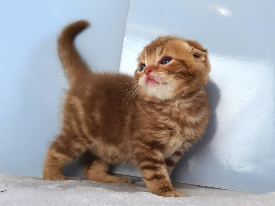 Эксклюзивный вислоухий котенок в циннамоновую полосочку