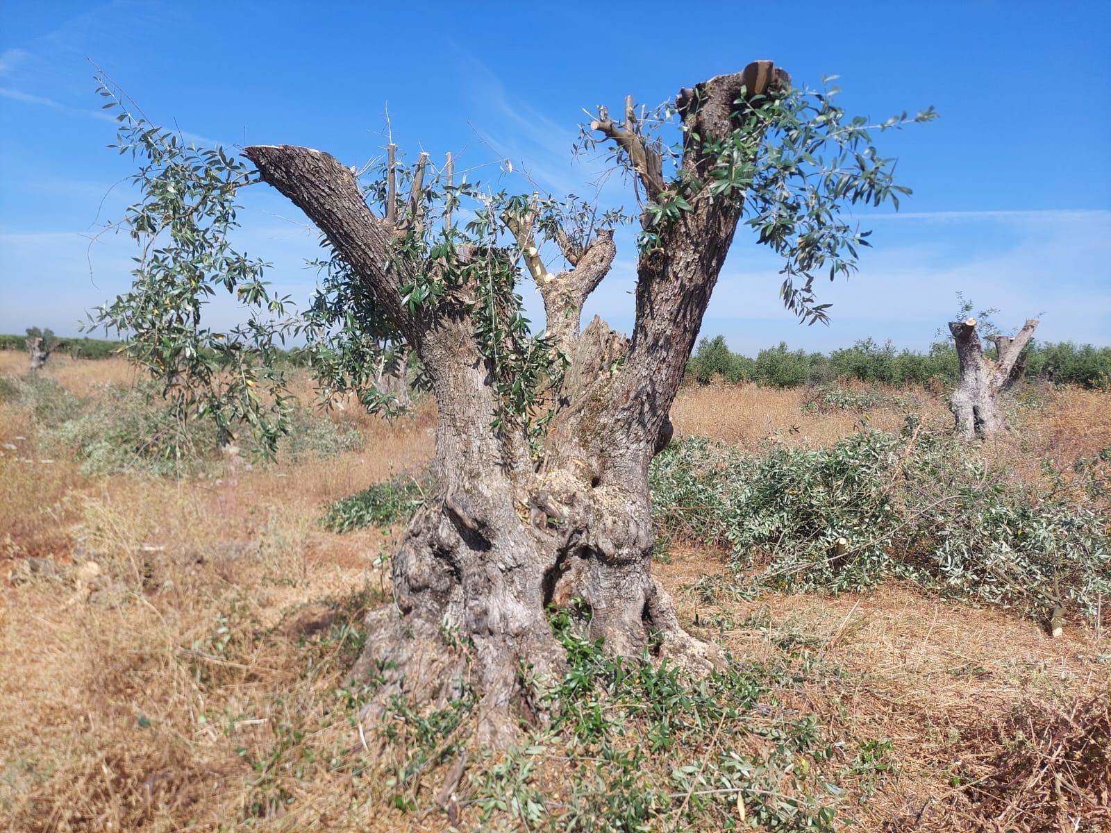 Oliveiras centenárias