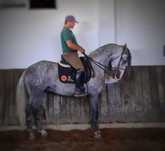 Lusitano  Puro neto do Pagode