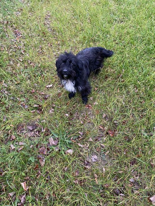 Znalezione dwa pieski