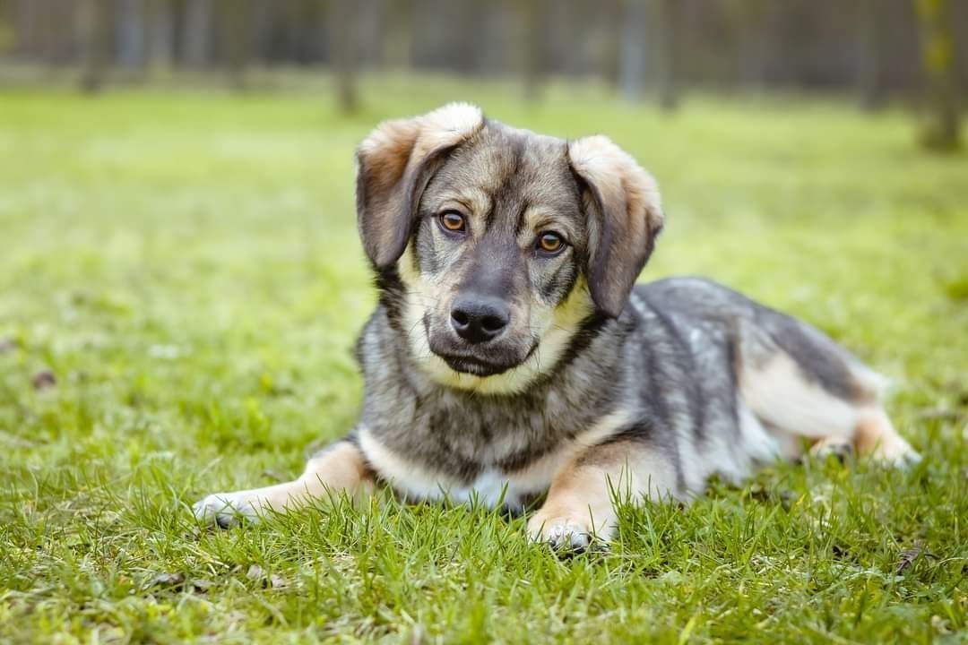 Podrośnięty Szczeniak szuka Domu! Słodki maluch do adopcji!