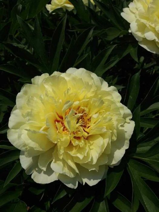 Неймовірна Bartzella