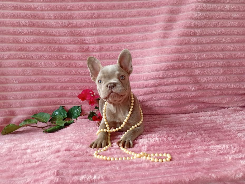 Bulldogue Francês femea