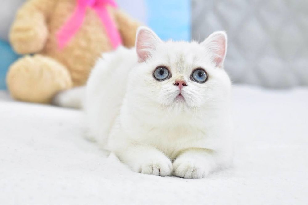 Дівчинка британська короткошерстна