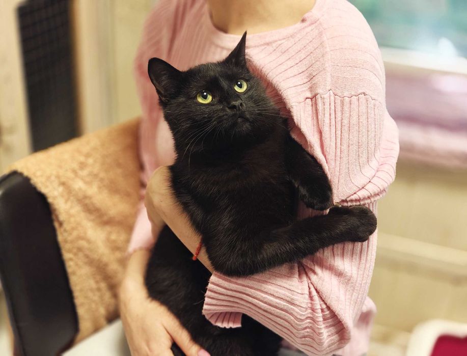 Кася: одна кішечка між домом і вулицею (1 рік, кішка)