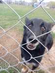 Domino do adopcji