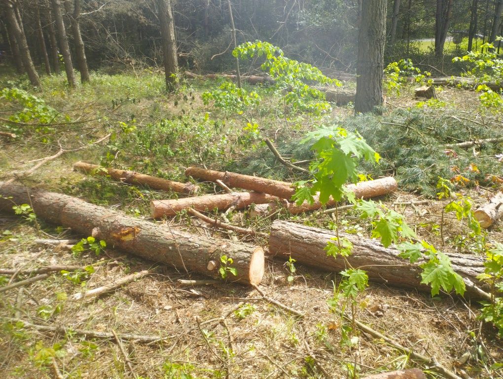 Drzewo opałowe sosna