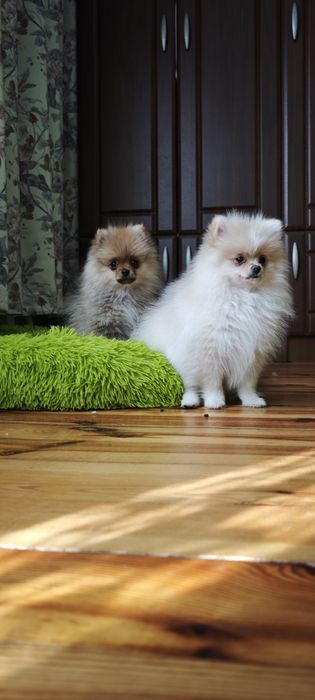 Szpic miniaturowy, pomeranian, suczki