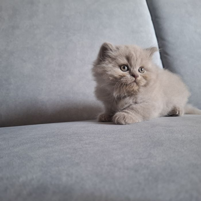 Liliowa długowłosa  kotka brytyjska - oryginalny rodowód, Fpl