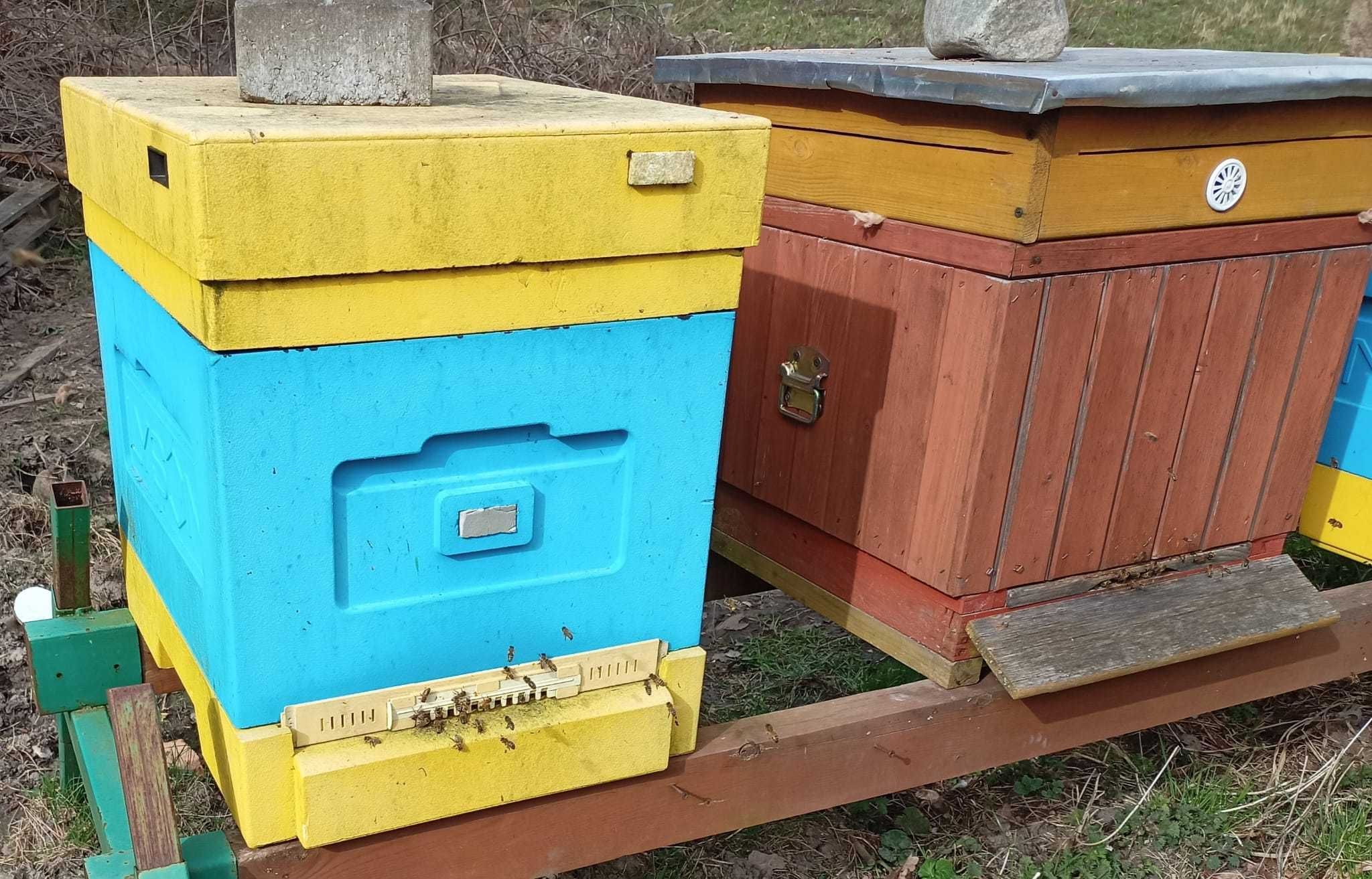 Pszczoły - rodziny pszczele