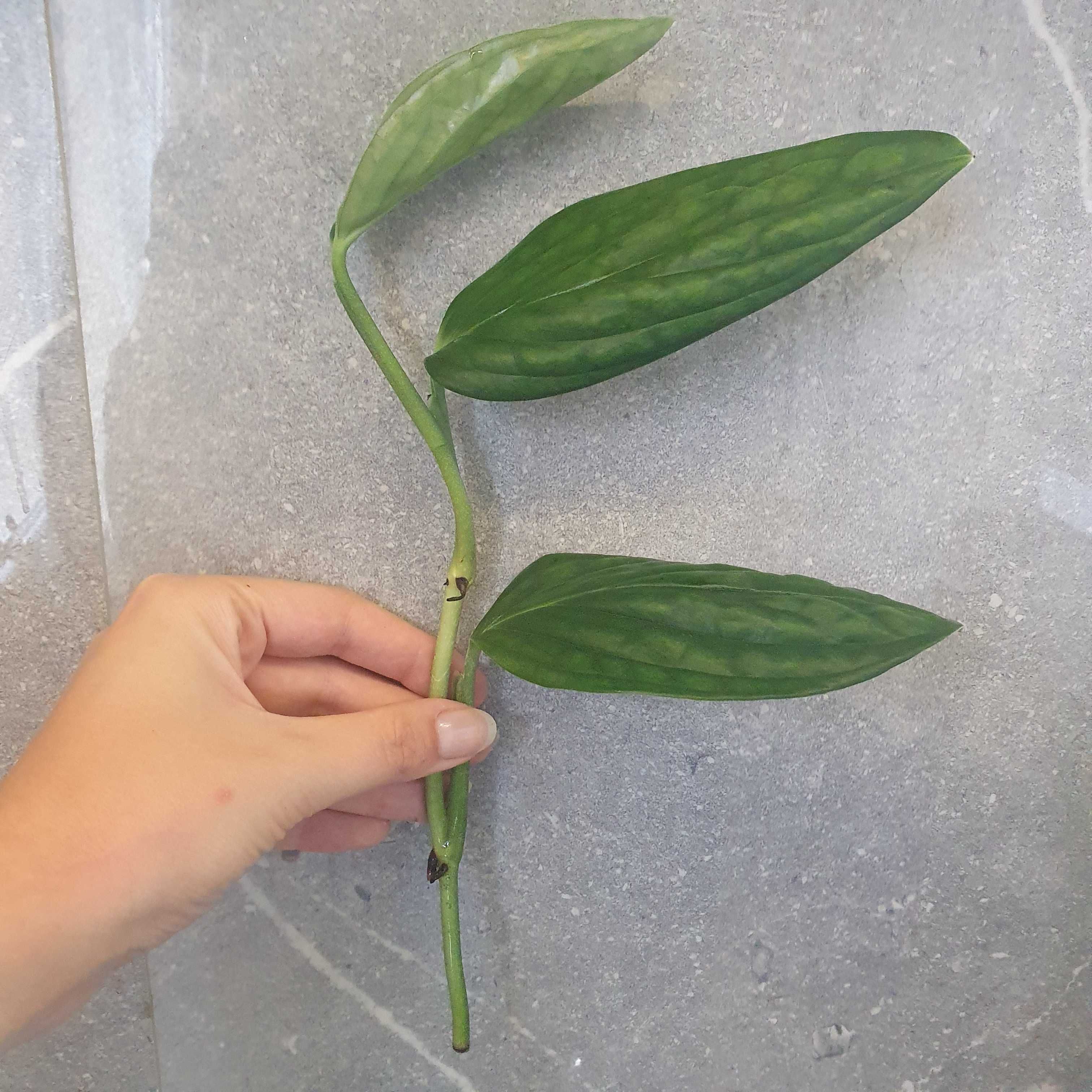 Monstera Peru, Scindapsus Trebie, Hoya Carnosa