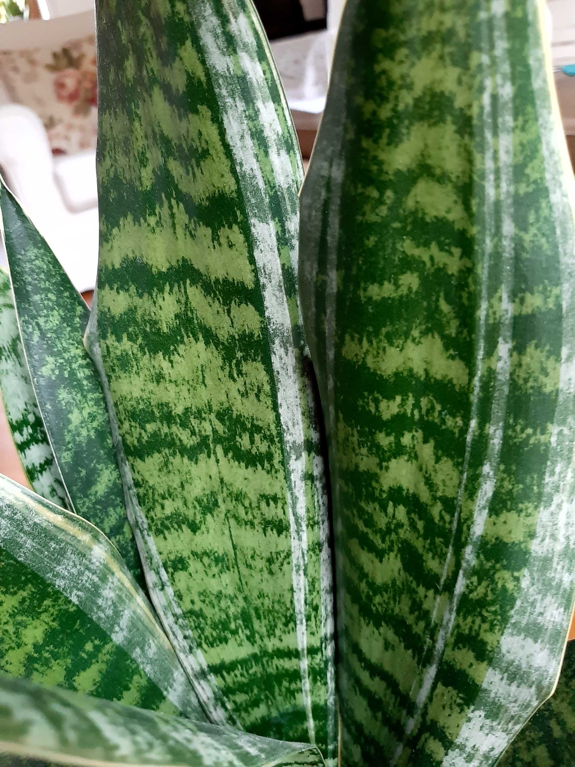 Sansevieria Futura Gilt Edge 1+1 sansewieria giltedge kolekcja