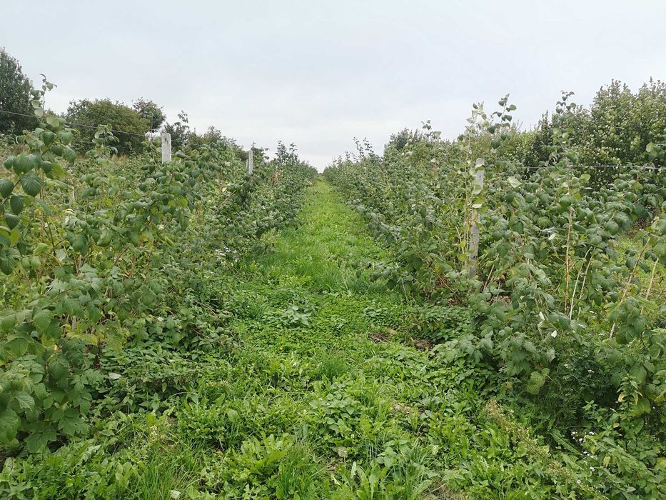 Sadzonk maliny glen