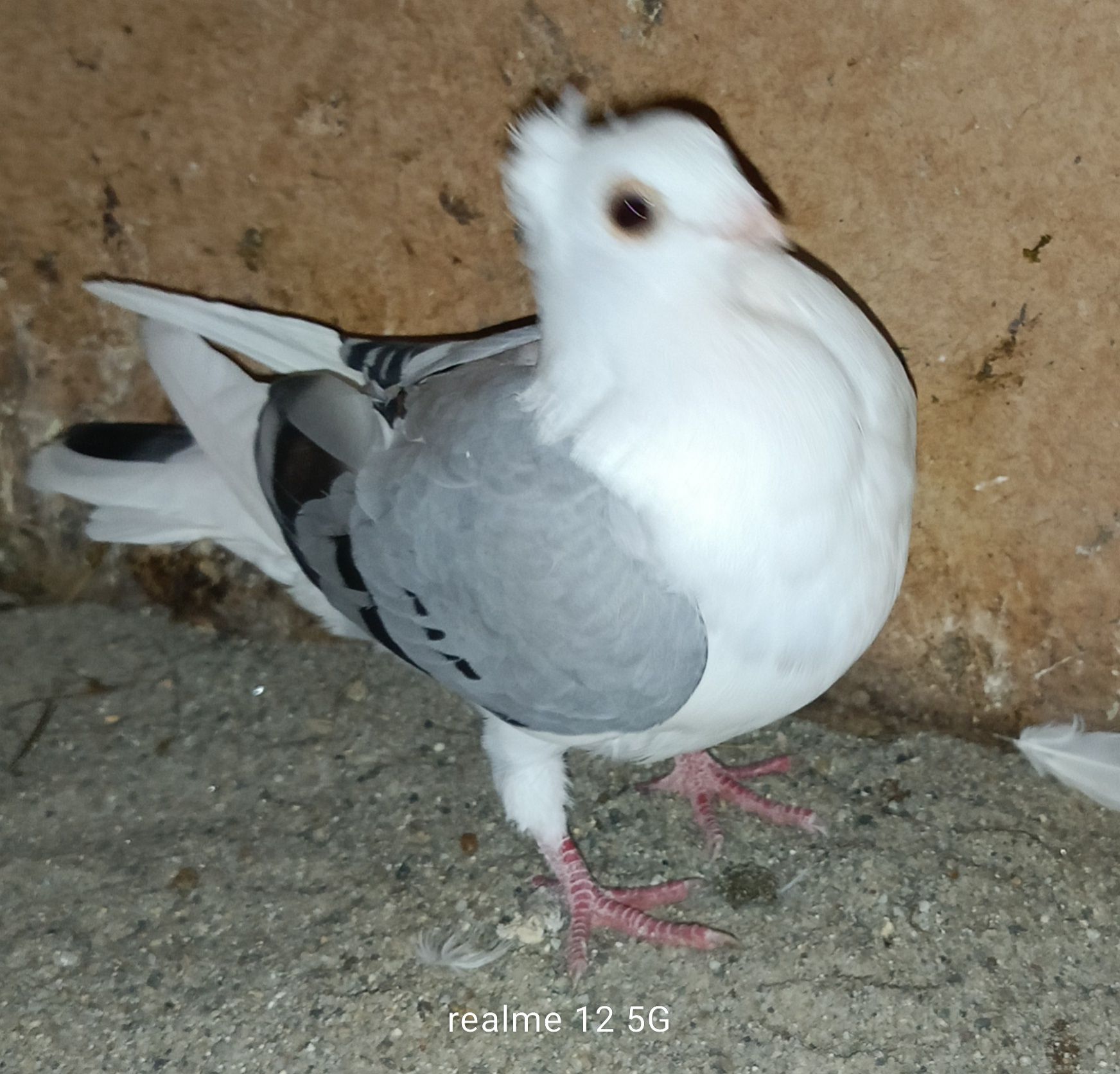 Gołębie, koguty, mewki
