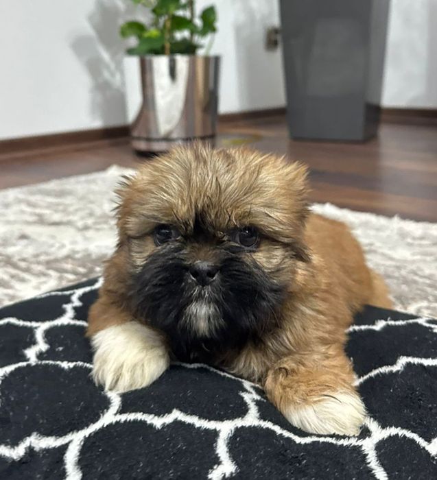 Szczeniak Piesek SHIH TZU