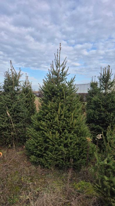 Świerk POSPOLITY Królestwo Choinek plantacja Dziecinów Powiat Otwocki