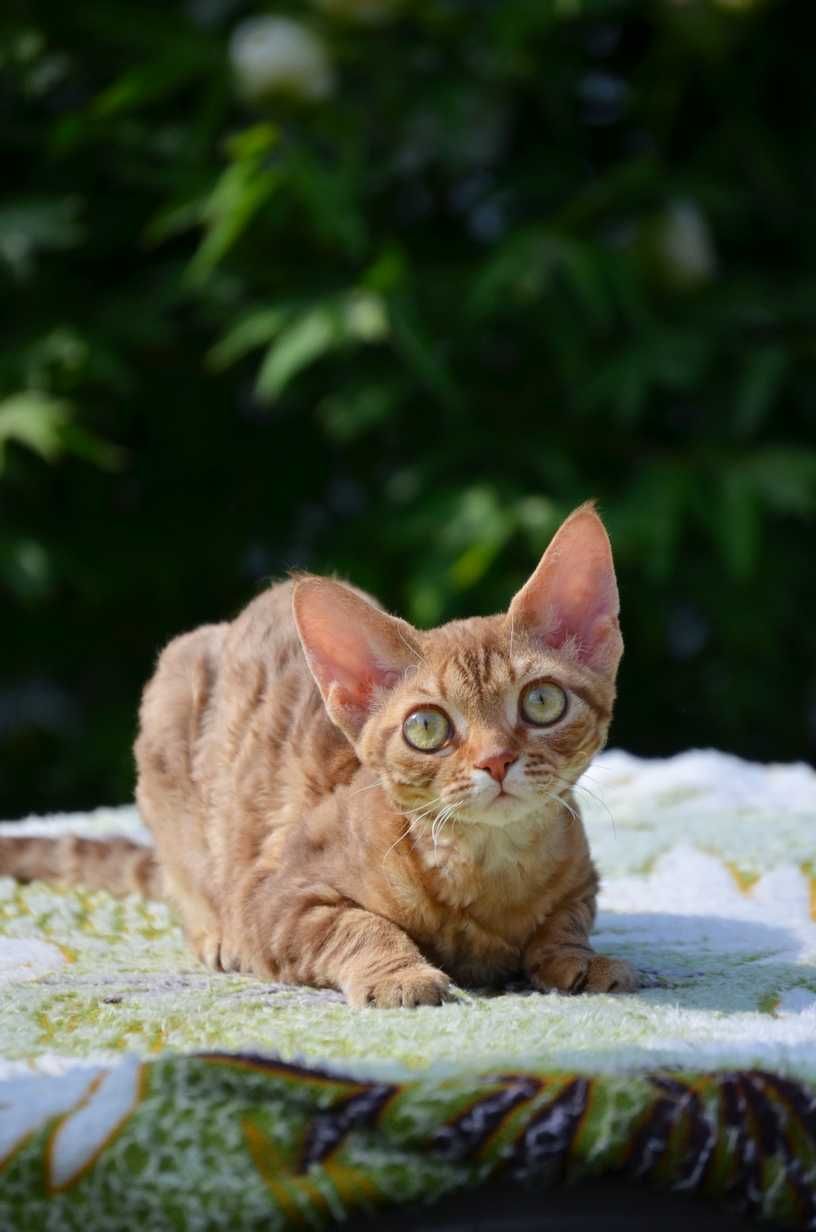 Кучерява красуня девон рекс, кольору кориці, 4,5 міс