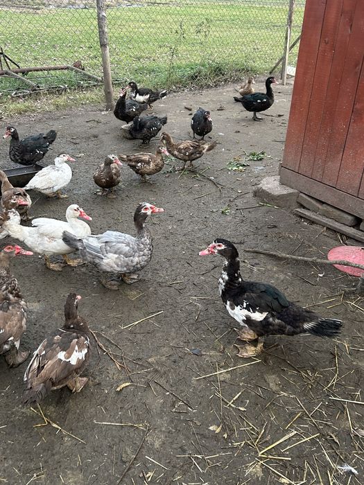 Kaczki  francuskie mlode i stare