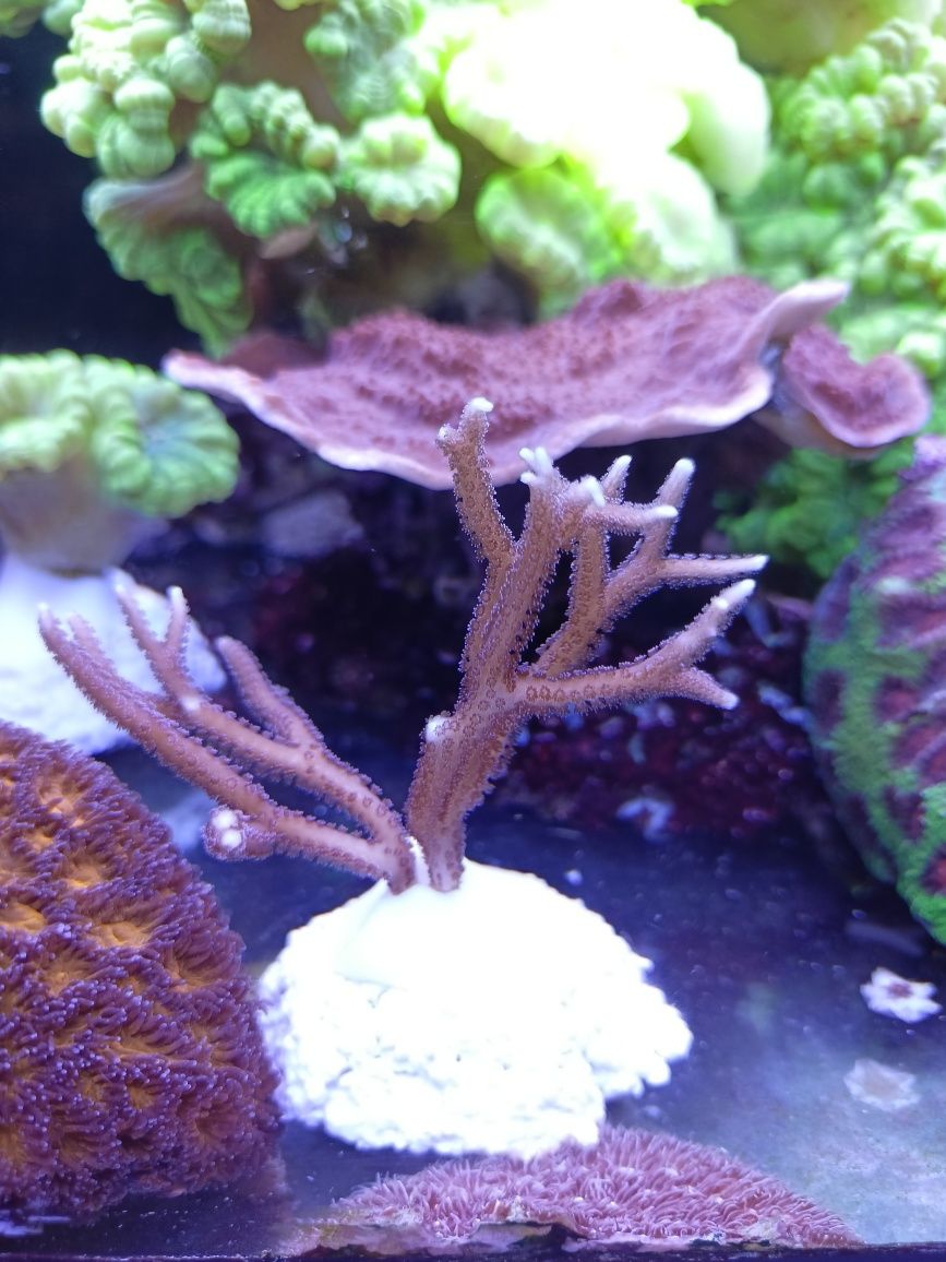 Seriatopora hystrix szczepka akwarium morskie