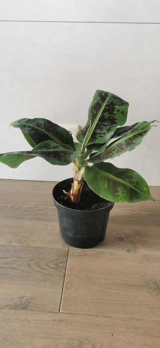 Bananowiec Super Draft Cavendish