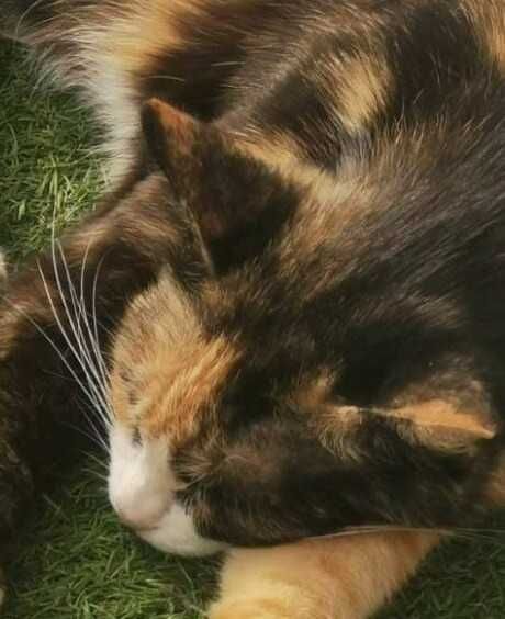 Piękna, miziasta kotka LADY szuka swojego człowieka!!!