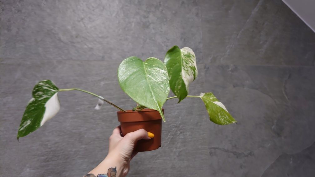 Monstera borsigiana variegata ( nie deliciosa)