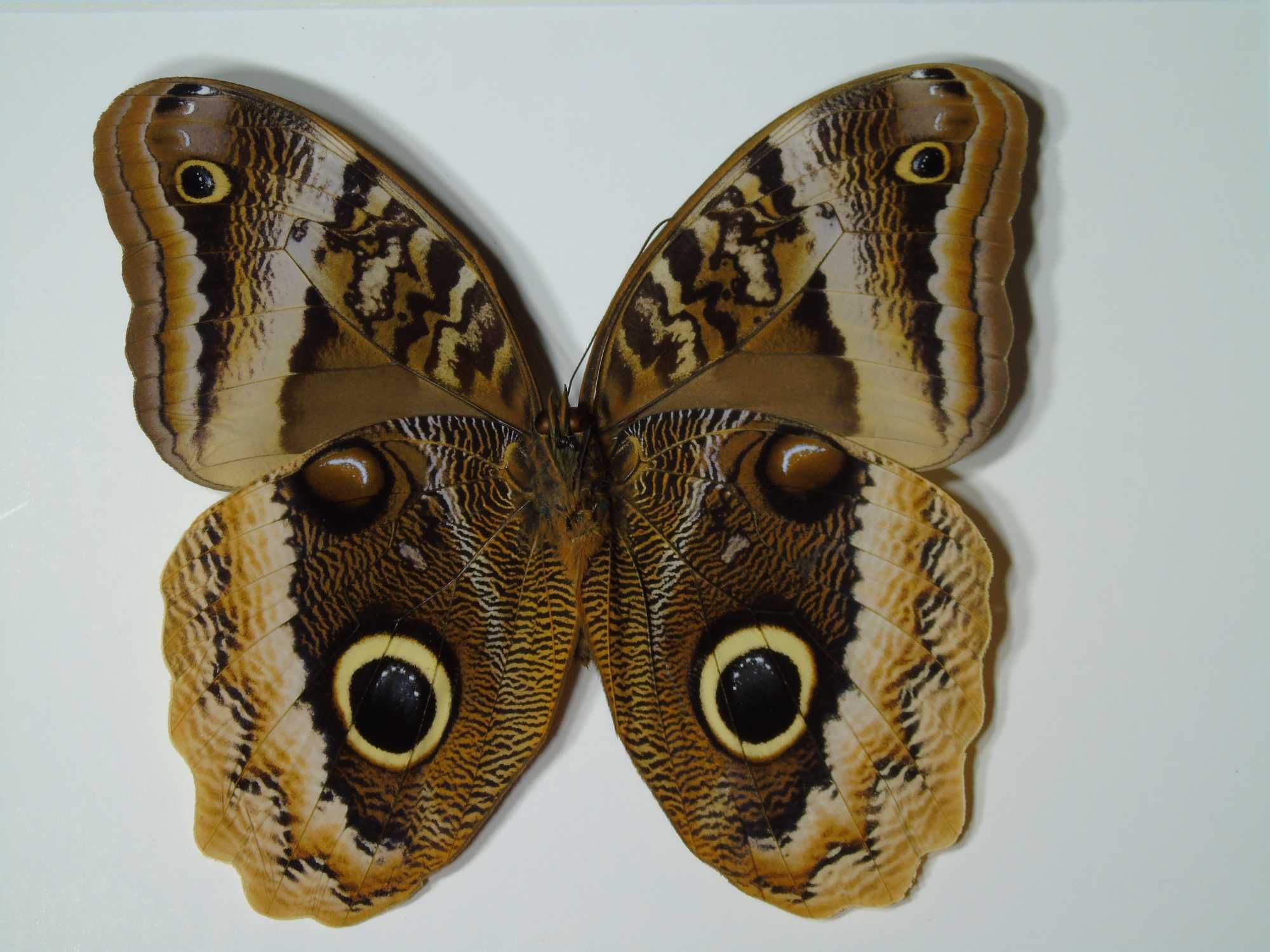 Motyl w ramce / gablotce 27x22 cm . Caligo uranus - Meksyk
