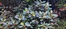 Bucephalandra Brownie Jade