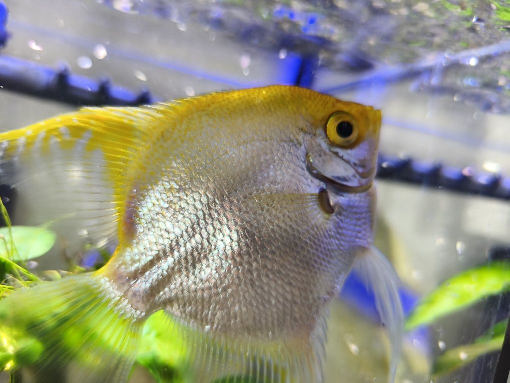 Peixinhos de aquário
