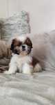 Urocze Szczenięta Shih-Tzu Tricolor  • GOTOWE DO ODBIORU •