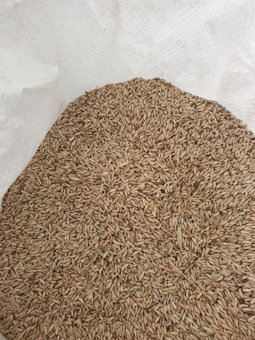 Жито 2024 року врожаю