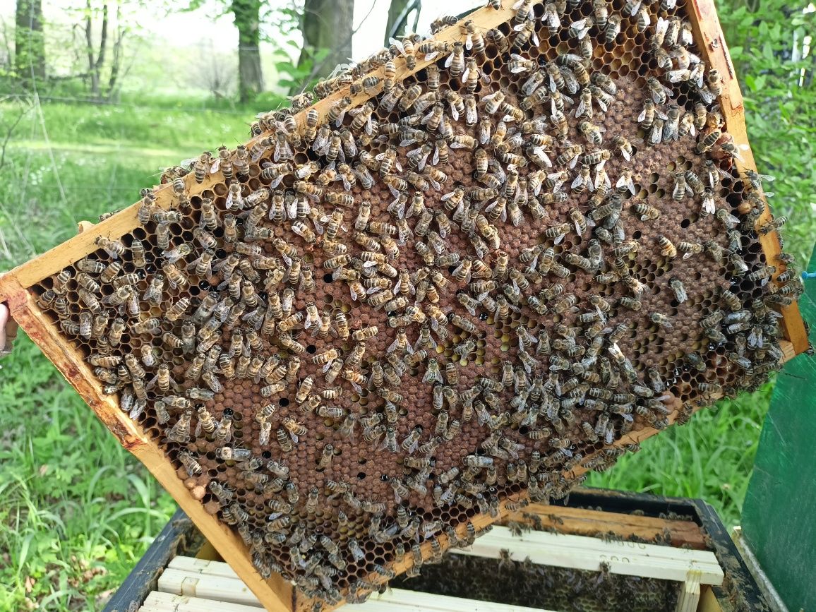 Matki pszczele nieunasienione Krainka