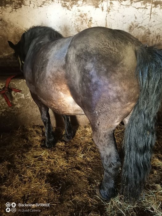 Klacz sztumska ze źrebakiem