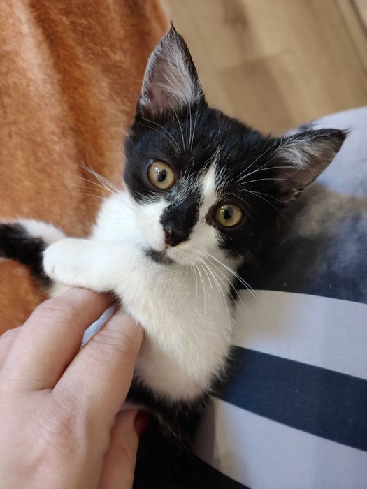 Maja ogrzeje Twoje kolanka