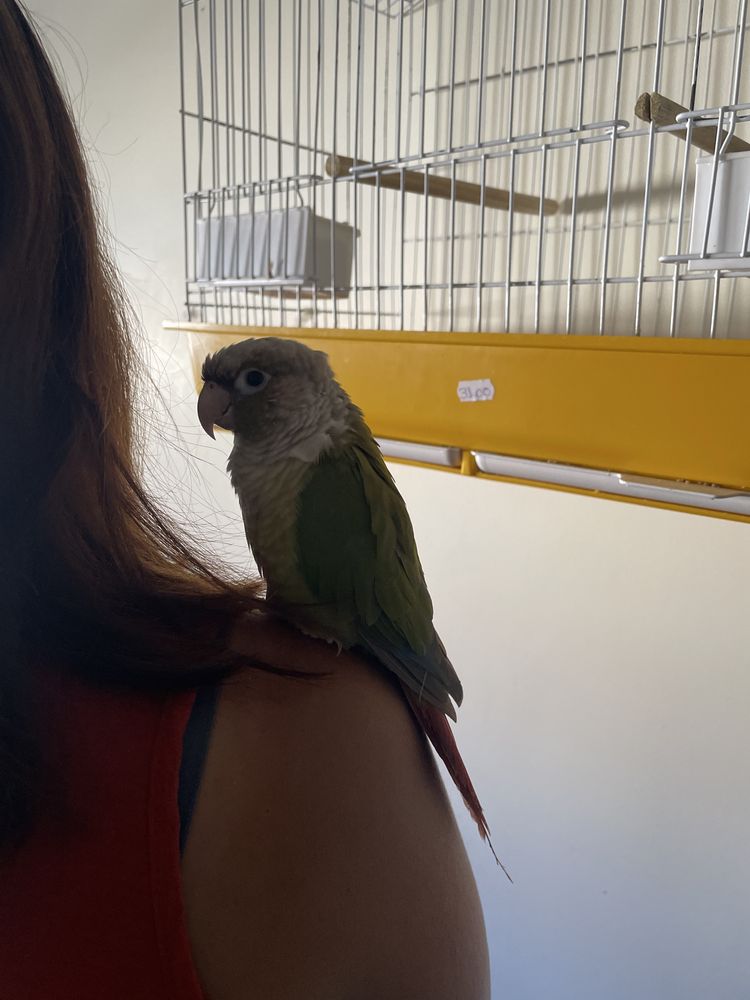 pyrrhuras criado a mão