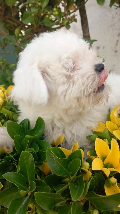 Bichon maltes pequenino macho olhos azuis