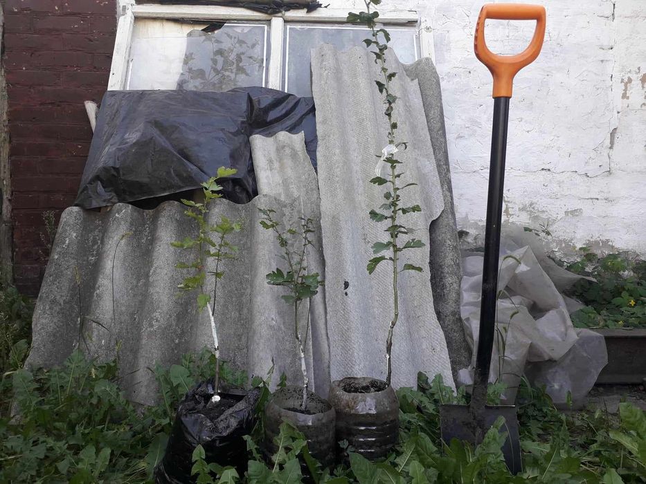 Глід Пол Скарлет