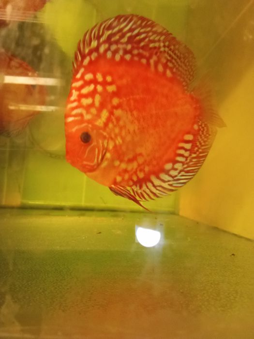 Sprzedam dorosłe pigeony i redrolsy