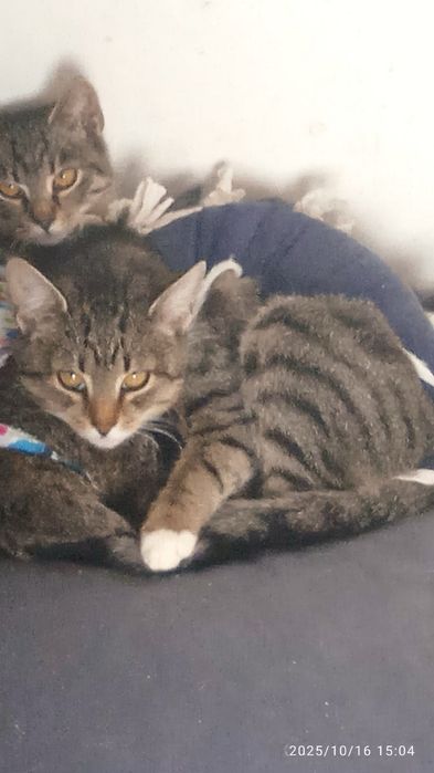 Кицькі стерелізовані пів року