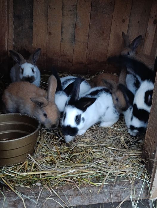 Srokacz niemiecki młode